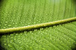 Drops of Nature