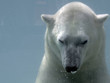 ours blanc