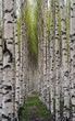 Birch trees