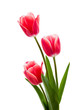 Rote Tulpen mit weißem Rand