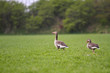 Foto: Graugans 4 Graugans 4