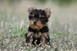 puppy dog alone