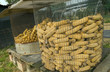 Mais per galline