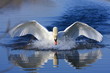 Swan attack Swan attack