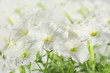 hothouse plant a petunia