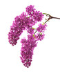 lilac