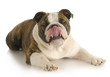 dog licking lips