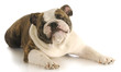 funny dog