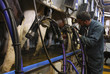 Agriculteur-éleveur pendant la traite Agriculteur-éleveur pendant la traite