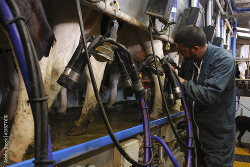 Foto: Agriculteur-éleveur pendant la traite Agriculteur-éleveur pendant la traite