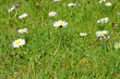 Foto: Gänseblümchen Gänseblümchen
