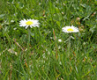 Foto: Gänseblümchen Gänseblümchen