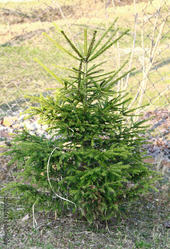 Photo: Fir tree on nature background Fir tree on nature background