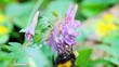 bee on spring blue flowers, macro
