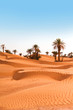 Palm trees on the desert