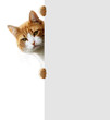 Verspielte Katze