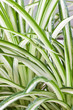 plante dépolluante, phalangère, chlorophytum