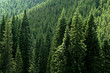 Trees_1