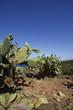 fichi d'india pantelleria