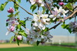 Blüten