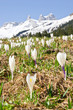 Krokusblüte in den Bergen