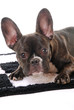 Französische Bulldogge