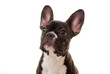 Französische Bulldogge