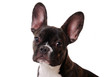Französische Bulldogge