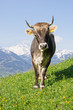 Alpenmilch