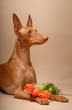 Cirneco Dell'Etna, Sicilian Hound with flower Cirneco Dell'Etna, Sicilian Hound with flower
