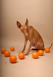 Cirneco Dell'Etna, Sicilian Hound with orange Cirneco Dell'Etna, Sicilian Hound with orange