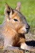 Patagonian Hare