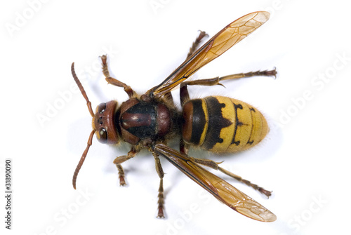 Foto: frelon frelon