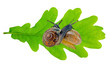 snails
