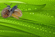 snails on dewy grass