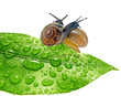 two snails on dewy leaf