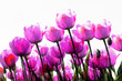 Tulpen im Gegenlicht Collage