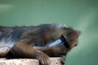 Captive Mandril resting on a log