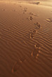 Sahara Desert
