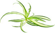 plante dépolluante, phalangère, chlorophytum comosum
