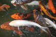 Photo: koi carp koi carp