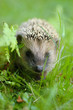 Igel