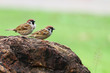 two sparrow stand on the rock