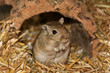 Mongolische Wüstenrennmaus