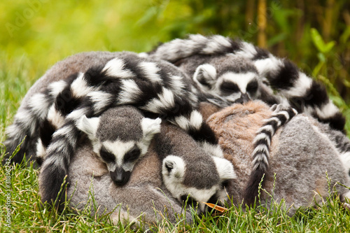 Photo: Kattagruppe, Kattas Kattagruppe, Kattas