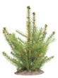 Young sapling, sprouts a fur-trees on bed Young sapling, sprouts a fur-trees on bed
