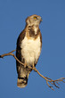 Black-breasted snake eagle Black-breasted snake eagle