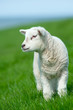 cute lamb in spring cute lamb in spring