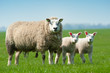 Mother sheep and her lambs in spring