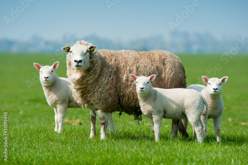 Photo: Mother sheep and her lambs in spring Mother sheep and her lambs in spring